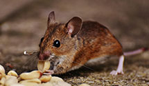 24 Hour & Emergency Exterminators in East Berkshire, NY